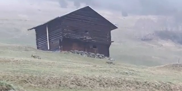 Ein Ausschnitt aus dem Video von Edith Spescha, das zwei der vier Wölfe zeigt. (Screenshot)