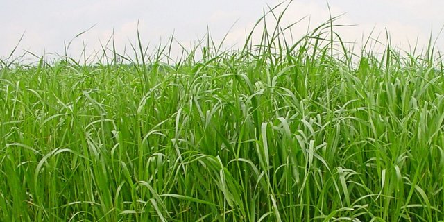 Anhand der Resultate der Sortenprüfung erstellt Agroscope eine immer aktualisierte Liste der empfohlenen Sorten von Futterpflanzen. Wichtig ist bei Raigräsern z. B. die Resistenz gegen Bakterienwelke. (Bild Daniel Suter / Agorscope)