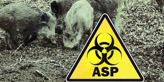 Laut den amtlichen Angaben wurde die Seuche bei mindestens sechs Wildschweinen im Kreis Zielona Góra und bei zwei weiteren Tieren im benachbarten Kreis Nowosolski nachgewiesen. (Bild agrar-press)