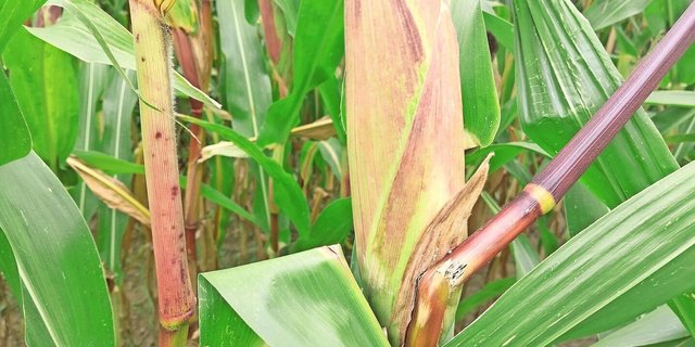 Abgeknickte Stängel mit Bohrmehl sind eindeutige Anzeichen für einen Befall durch den Maiszünsler.