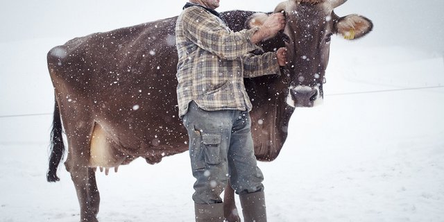 Einige Bilder aus «Via Lactea»: Ein Bauer mit seiner Kuh im Schnee in Schlatt-Haslen AI. (Bilder Alfio Tommasini)