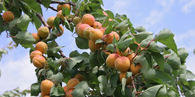 Über diese Art von Diebstählen gibt es laut dem «Nouvellliste» keine Statistiken. (Symbolbild Pixabay)