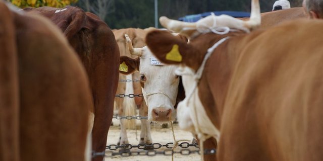 Swissherdbook muss die letzten Herbstviehschauen noch absagen. Die Kühe sollen aber noch auf den Betrieben beurteilt werden.  (Bild Ruth Aerni)