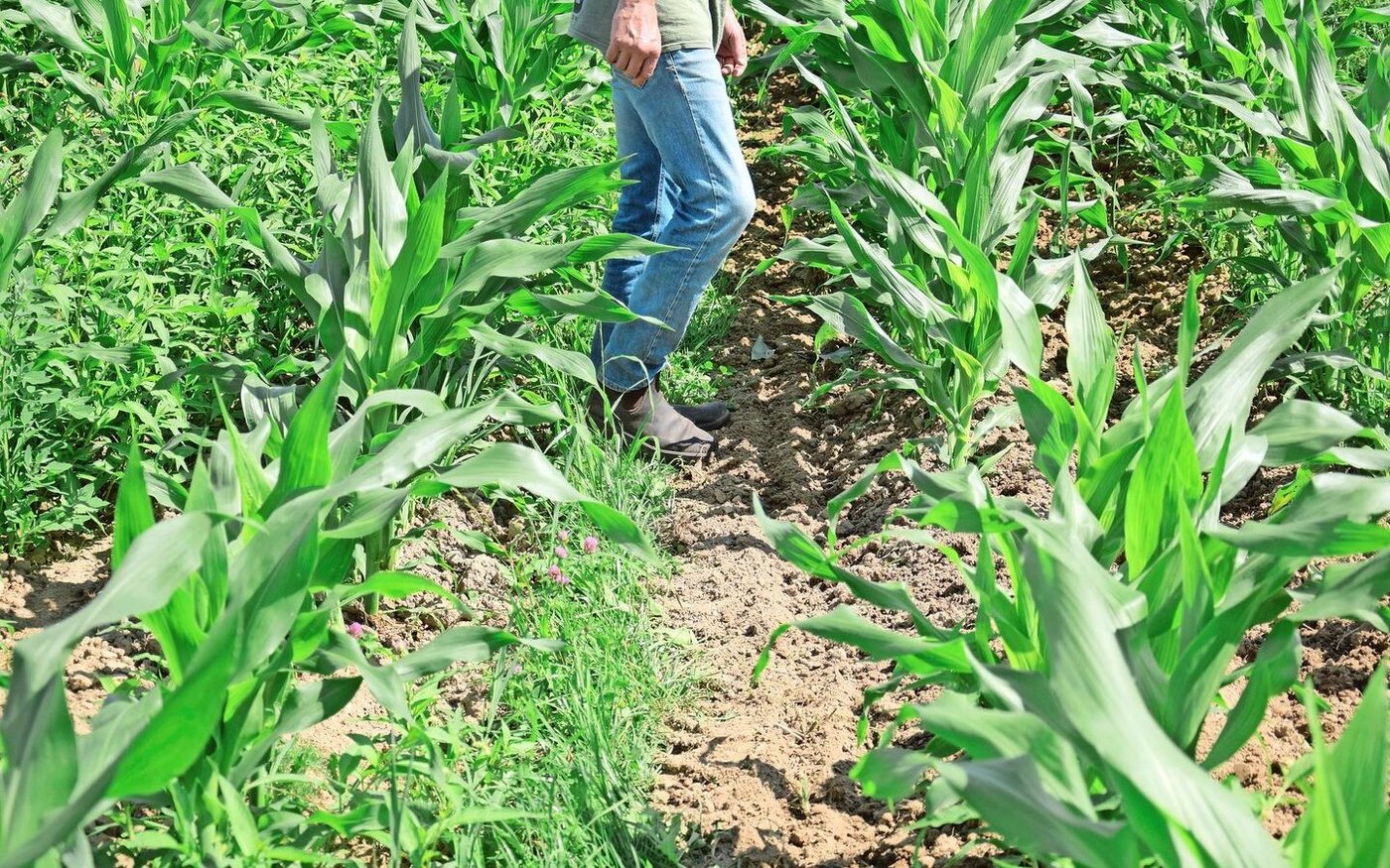 Das Abstimmen der Geräte auf eine kleinere Arbeitsbreite ist schwierig. Hier z. B. beim Maishacken. 