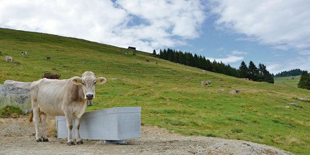 Die Agridea und die Schweizer Berghilfe untersuchten fünf Projekte für ein besseres Wassermanagement auf den Alpen. Hier ein neuer Tränkeplatz auf den Untervazer Alpen.