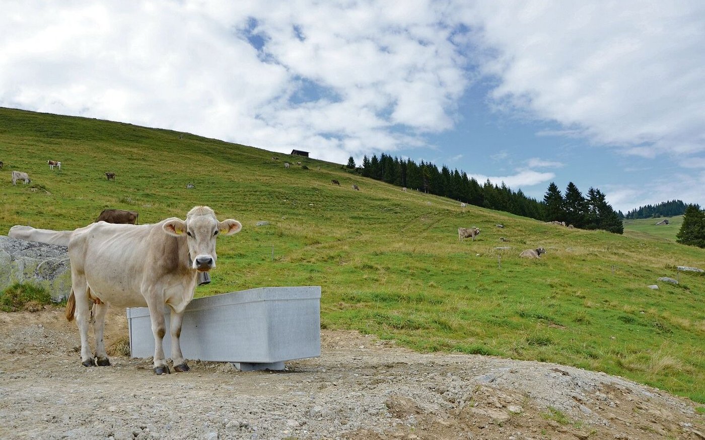 Die Agridea und die Schweizer Berghilfe untersuchten fünf Projekte für ein besseres Wassermanagement auf den Alpen. Hier ein neuer Tränkeplatz auf den Untervazer Alpen.