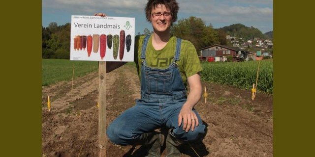 Philipp Meyer bestäubt seine Landmaispflanzen von Hand, um Kreuzungen zu vermeiden. Für ihn ist die Erhaltungszucht vor allem ein sinnvolles Hobby. (Bild Meyer)