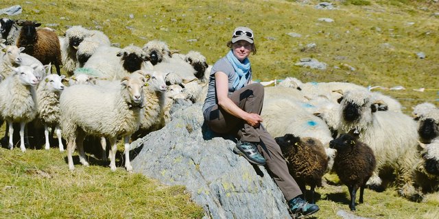 Sarah Müri hütet schon den dritten Sommer 220 Schafe im Turtmanntal VS. Wegen der Präsenz des Wolfes muss die Hirtin einen enormen Mehraufwand in Kauf nehmen.(Bild Peter Fankhauser)
