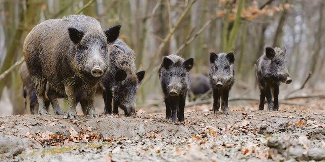 ASP-Ausbrüche bei Wildschweinen beschäftigen die Schweinehalter im Osten von Deutschland.