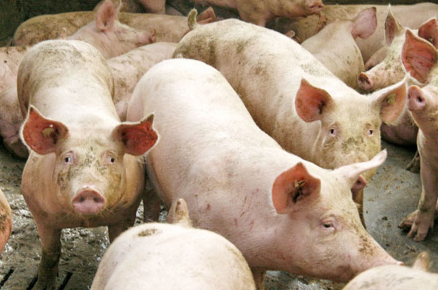 Weniger Schweine in Frankreich. (Bild zVg)