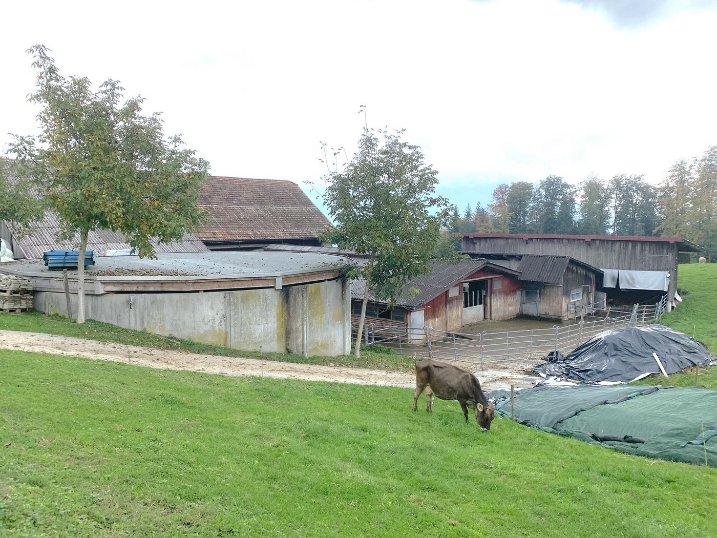 Abgedecktes Güllesilo auf einem Landwirtschaftsbetrieb im Kanton Schwyz. In diesem Kanton und im Kanton Zug wurde die damals noch mit Beiträgen unterstützte Abdeckung vor Jahren stark forciert, im Gegensatz zum Kanton Luzern.  (Bild Josef Scherer)