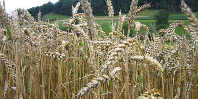 Die Qualitätstests wurden mit Weizenproben von vier Hauptsorten pro Region durchgeführt. Die Proben stammen aus einem Versuchsnetz von 20 Sammelstellen. (Bild lid)