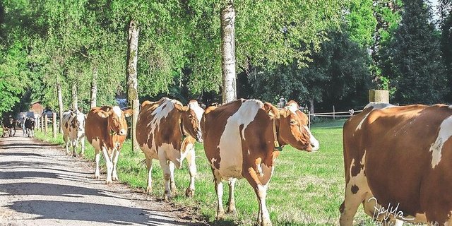 Wiesenmilchproduzentinnen auf dem Gang zur Weide. Welche von ihnen wird wohl in den B-Milch-Kanal liefern? «Unverständlich für uns Bauern», sagt IP-Suisse-Präsident Andreas Stalder. 