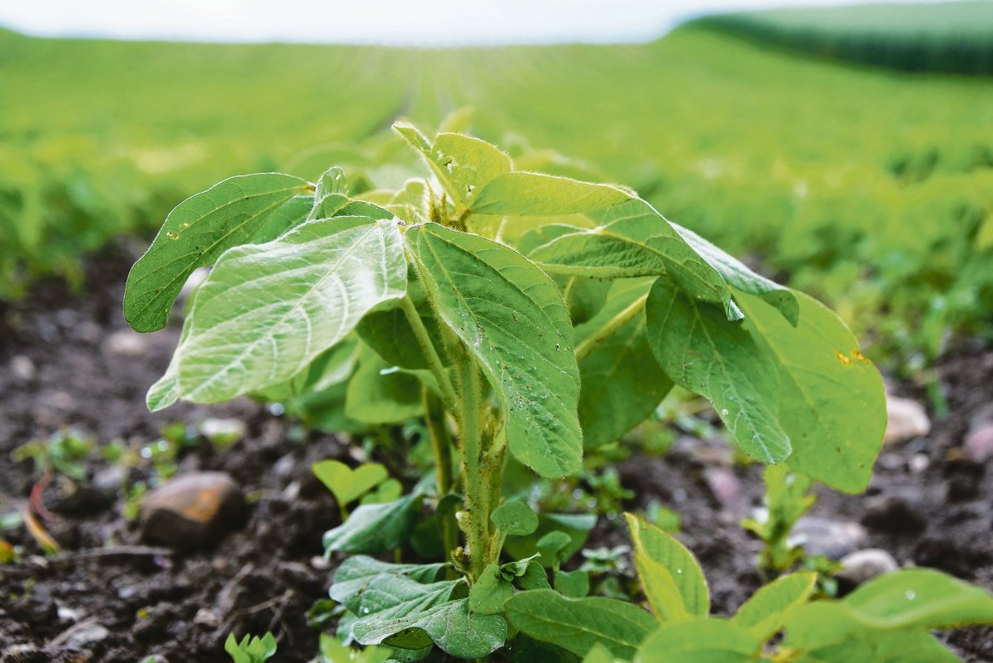 Der Anbau von Bio-Futtersoja hat sich seit 2015 um das Zehnfache gesteigert. (Bild Katrin Erfurt)