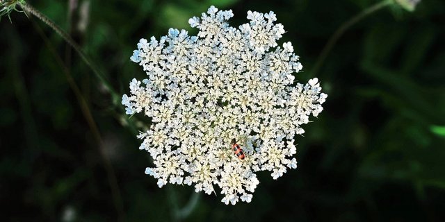 Die Wilde Möhre und Co.: Wiesentouren sensibilisieren und vermitteln Wissen über die Bewirtschaftung von artenreichen Flächen.