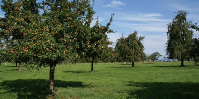 Bei Hochstammbäumen beginnen die ersten Äste erst in 1.60 Meter Höhe. (Bild lid)