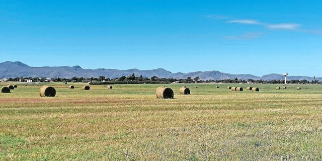 Unerwartet, aber willkommen: Nach der Dinkelernte kam Regen, welcher die Ausfallhirse vom Vorjahr zum Leben erweckte und uns unerwartet 159 Grossballen einbrachte.