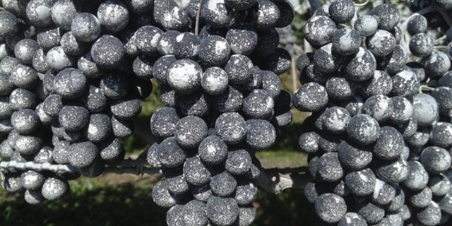  Weisser Belag auf den Trauben kurz vor der Ernte: Das Ton-Präparat Kaolin wird als Schutzbelag gegen die Kirschessigfliege eingesetzt. (Bild zVg) 