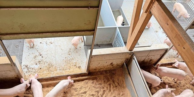 Tierwohl im Trüllental von der Zuschauergalerie aus beobachtet: Auslauf mit Pool (hinten Mitte) und Wühlbereich.