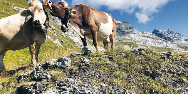 Früher es üblich, dass auf den Alpen mehrere Personen mit dem Unterhalt der  Weide beschäftigt waren.