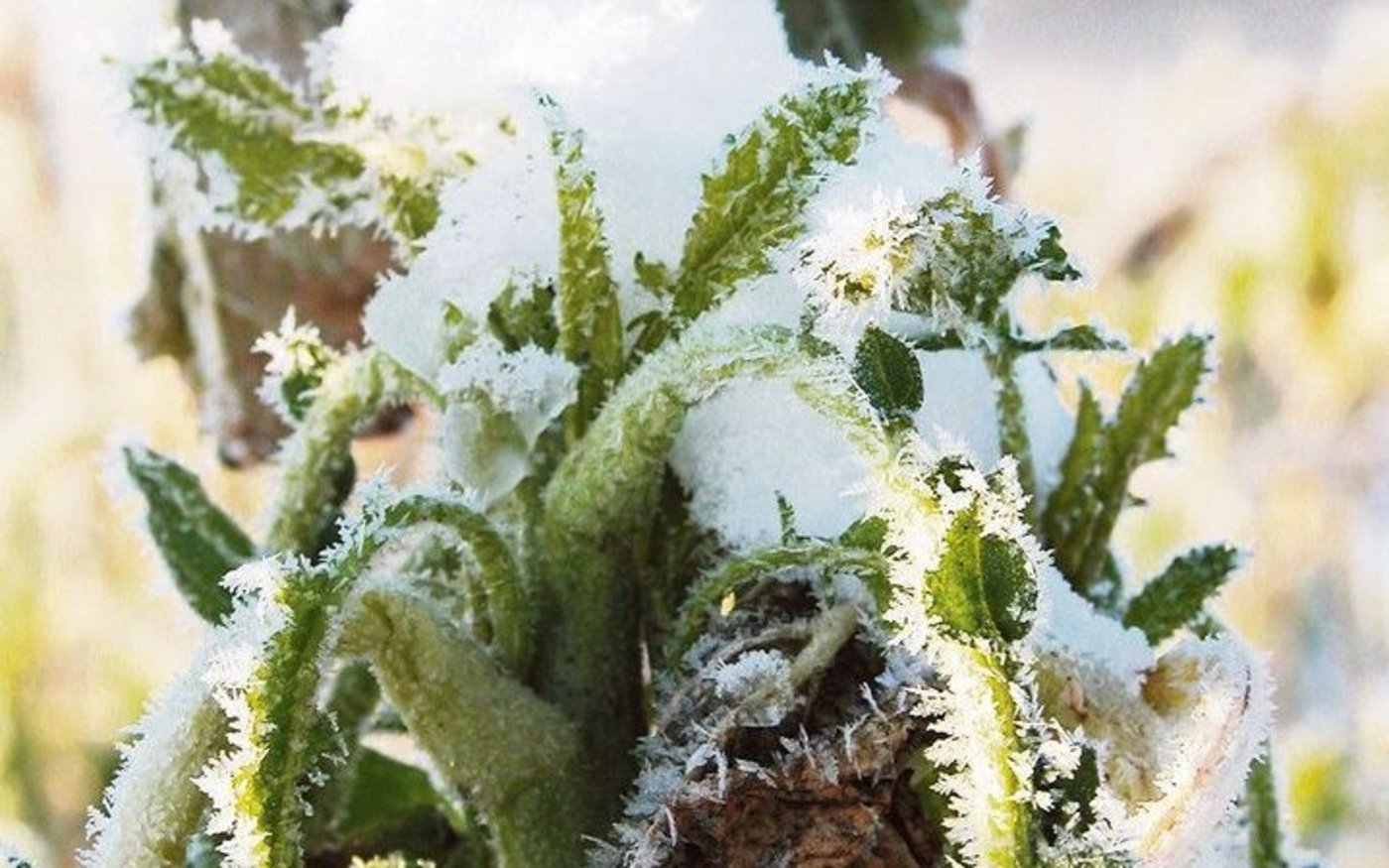 Senf braucht wenig Wärme und friert ab.