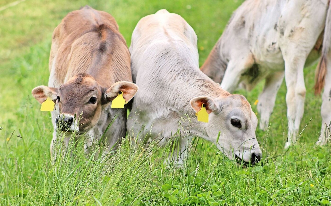Aufgrund von Platzmangel zieht Hubert Kühne nur wenige Kälber selbst auf. Jene, die bleiben, geniessen es umso mehr.