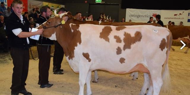 PerrenSenngi Pierolet Suleika von Urs und Andrea Perren, St. Stephan BE, wurde Swiss Fleckviehkuh des Jahres.