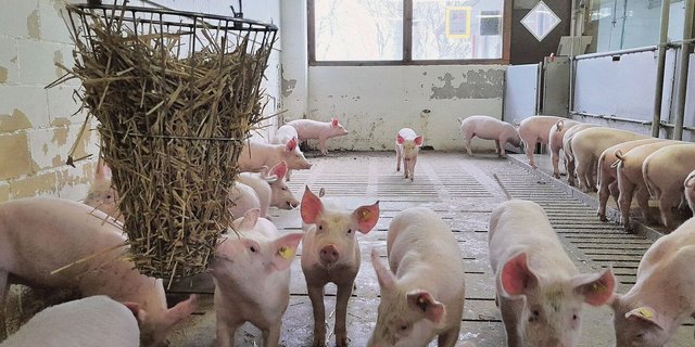 Die Schweine haben die Möglichkeit, sich frei zu bewegen und sich mit Strohraufen oder Strohwürfeln zu beschäftigen.