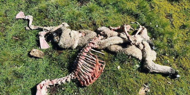 Kommen die Gänsegeier, bleibt vom Aas schon nach wenigen Stunden kaum etwas übrig.