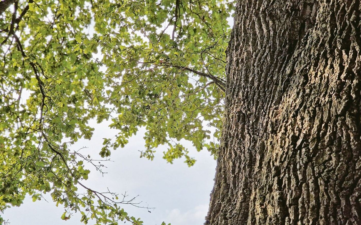 Die Rinde der Eiche beeindruckt in der Natur – deren Nutzen im Stall ist gross.