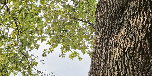 Die Rinde der Eiche beeindruckt in der Natur – deren Nutzen im Stall ist gross.