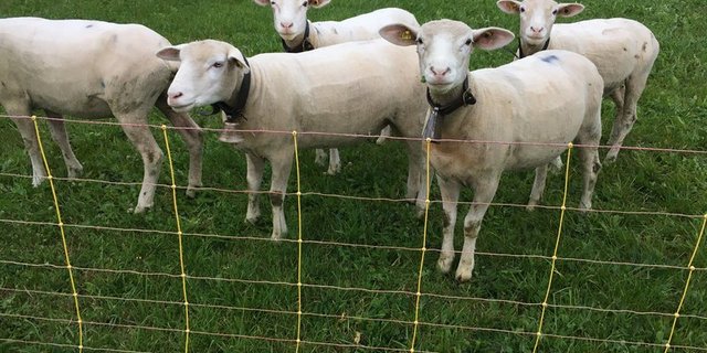 Das System entspreche dem Prinzip «den letzten beissen die Hunde», kritisieren die Berufsschäfer. (Bild jsc)