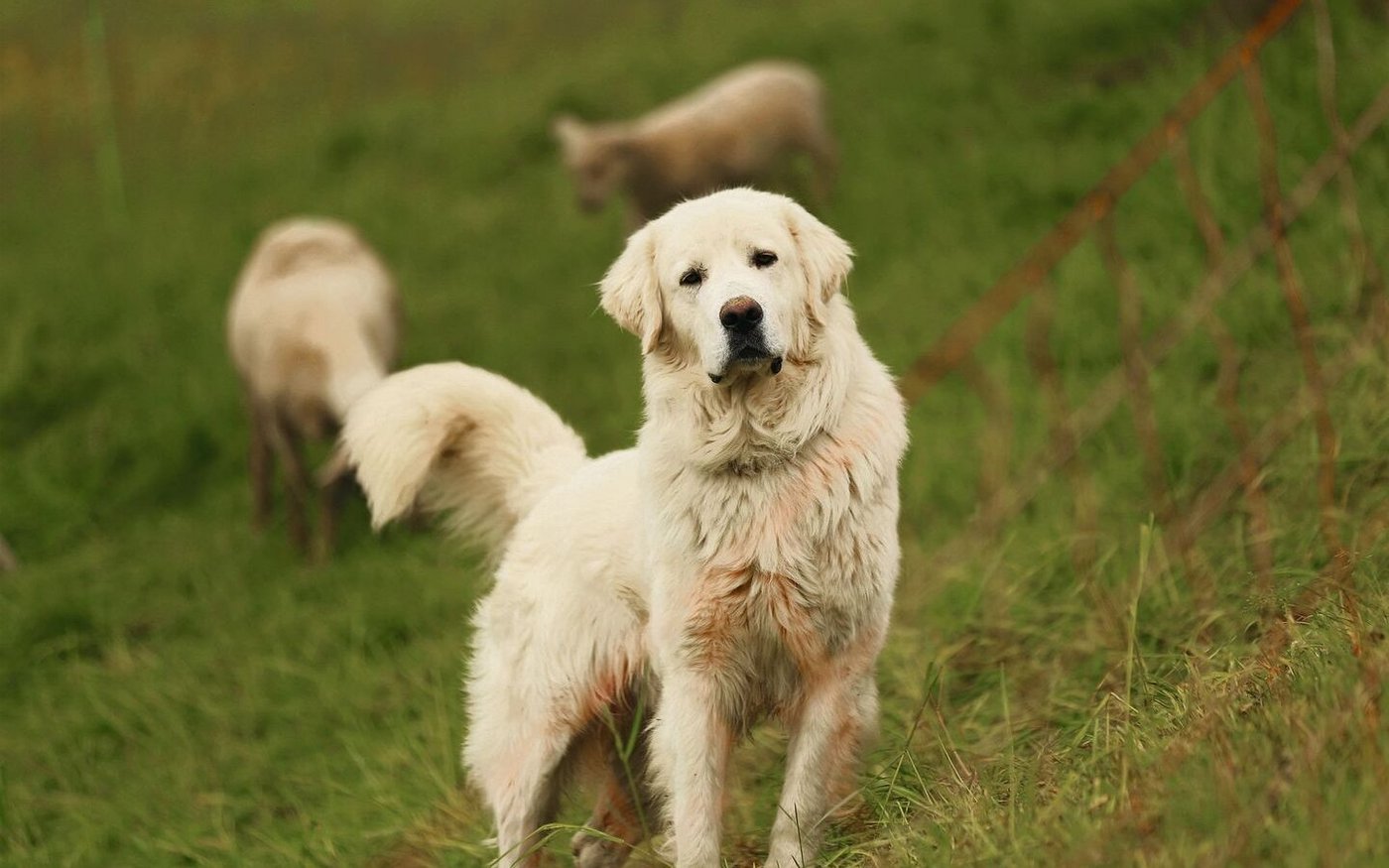 Herdenschutzhunde sind momentan gesucht.