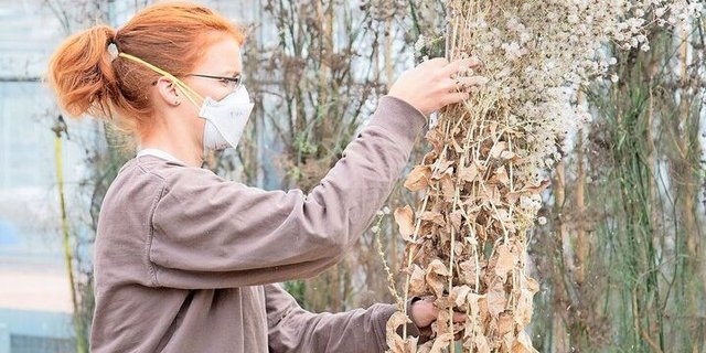 Die klassische Zucht einer Sorte dauert Jahre und ist aufwendig. Denn die Pflanzen müssen gekreuzt werden, wachsen und Samen bilden (auf dem Bild: Samenernte an einem Salat).
