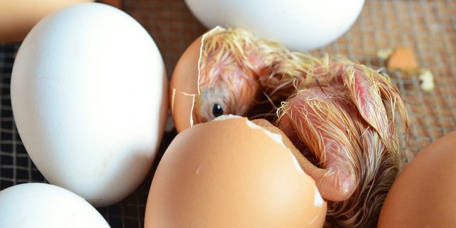 Gallo Suisse will weiterhin Küken aus Schweizer Brütereien, um das Tierwohl sicherzustellen. (Bild Pixabay)