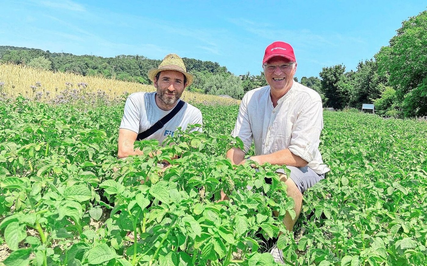 Die Co-Versuchsleiter des DOK, Hans-Martin Krause (links) vom FiBL, und Jochen Mayer von Agroscope führten Medienschaffende über das Gelände in Therwil BL. Ursprünglich entstand der Versuch mit dem Ziel, die Machbarkeit des Bio-Anbaus in der Schweiz wissenschaftlich zu überprüfen.