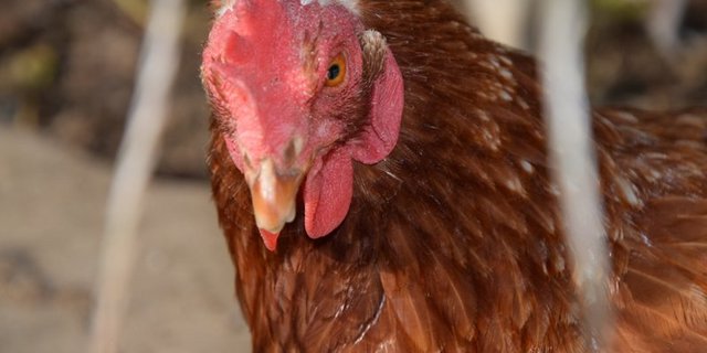 Produzenten sind namentlich gesucht im Bereich Junghennenaufzucht (dringend) und Pouletmast. (Bild BauZ)