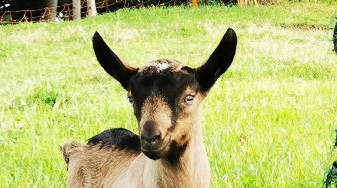 Die vier bis sieben Wochen alten Jungtiere sind spurlos verschwunden. Es handelt sich nach Polizeiangaben um braune Brienzer Ziegen. (Symbolbild Daniela Joder)