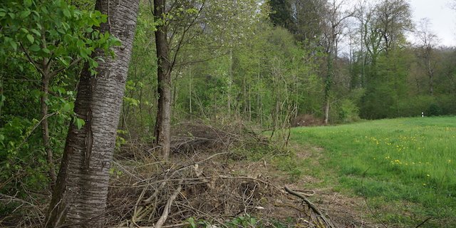 Ein aufgewerteter Wald lässt Licht auf den Boden. Eine zusätzliche Anreicherung können Asthaufen sein – sofern sie nicht zu gross werden. (Bild BauZ)