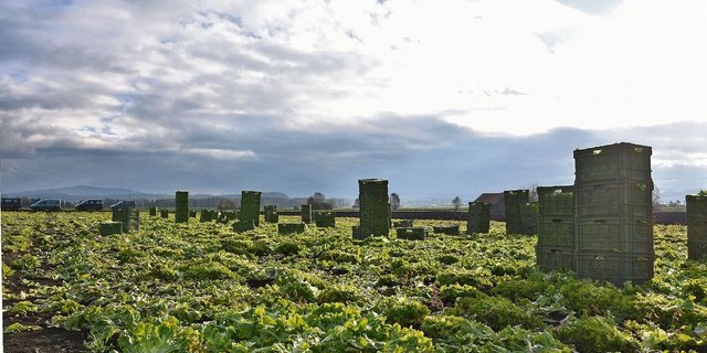 Eine Weltuntergangsstimmung: Als die BauernZeitung Anfang November den Betrieb von Michael Moser besucht, erntet die Equipe gerade den letzten Endiviensalat im Grossen Moos.