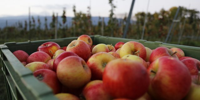 Die Produzenten sollen sich mit den Lagerhaltern und Abnehmern absprechen und für die Ernte Erfahrungswerte und Erntekriterien berücksichtigen. (Bild lid/ji)