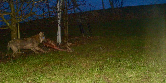 Hier tappte der Wolf später in eine Fotofalle, die nach dem Riss des Lamms und eines Rehs extra aufgestellt wurde. (Bild zVg)