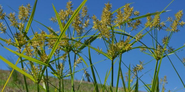 Die Bekämpfung des Erdmandelgrases ist aufwendig. Frühzeitiges Handeln lohnt sich. (Bild zVg)