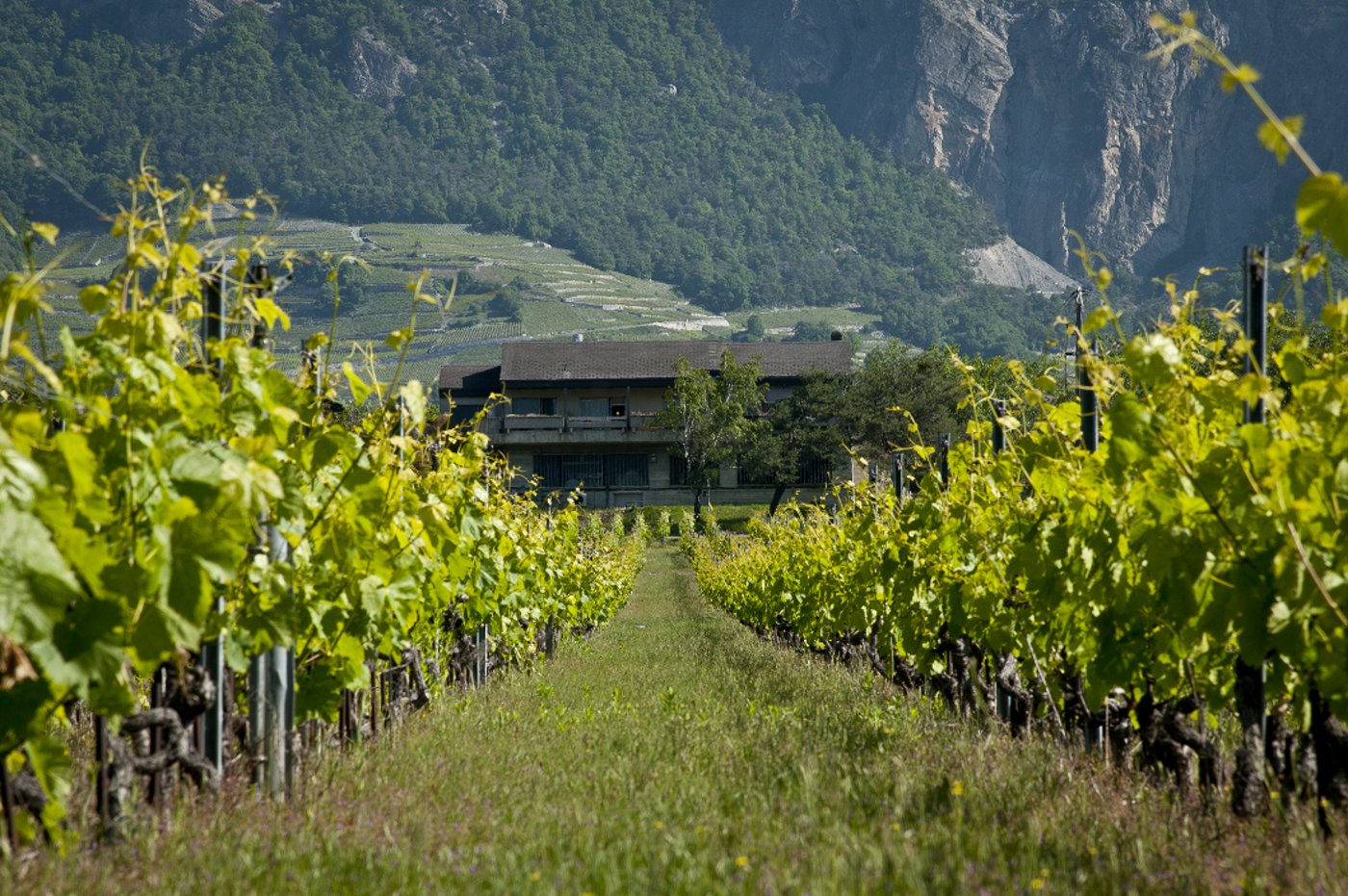 Mit der Zusammenarbeit wollen die Partner den Wissensaustausch verbessern und landwirtschaftliche Innovationen in der Praxis fördern. (Bild Agroscope)