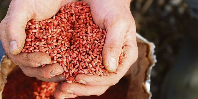 732 t Saatgetreide konnten aufbereitet werden.