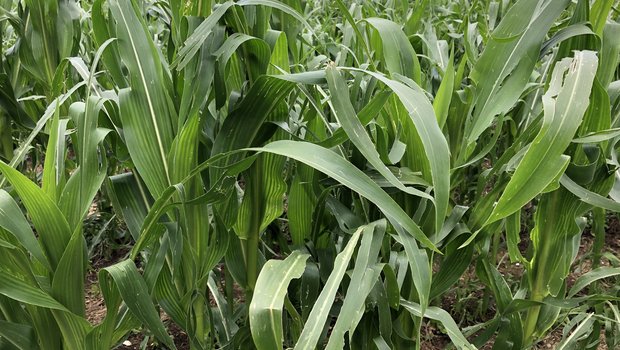 In vielen Regionen haben die Hagelzüge Ende Juni und Juli grosse Schäden in den Maisbeständen hinterlassen. Die Blätter zeigen sich durchlöchert oder zerrissen. Bis zur Ernte ist eine Regeneration der Blattmasse aber durchaus noch möglich. (Bild sjh)