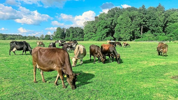 Vormähen ersetzt den Säuberungsschnitt. 