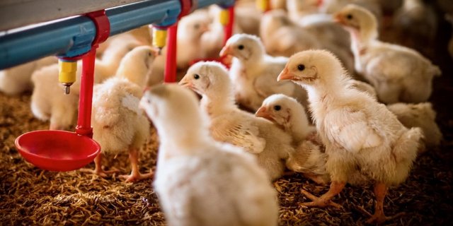 Küken in einer Brüterei.