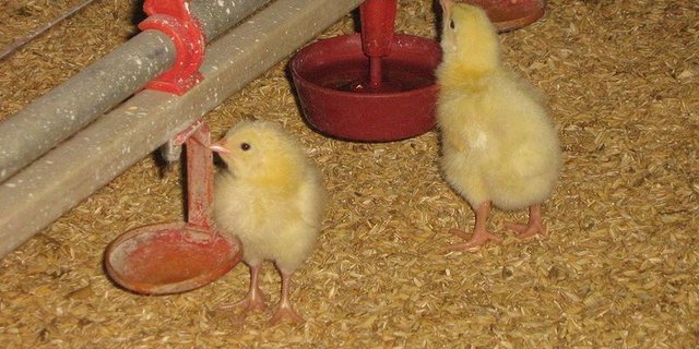 Pro Jahr werden in Deutschland 46 Millionen männliche Küken getötet. (Bild: MustafaZ)