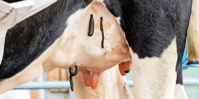 An dem Viertel, bei dem die Holstein-Kuh hohe Zellzahlen aufweist, wurden vier Blutegel angesetzt. Da die Problematik schon länger besteht, wird eine zweite Behandlung empfohlen.